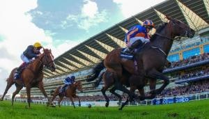 How to Bet on the Stayers' Triple Crown